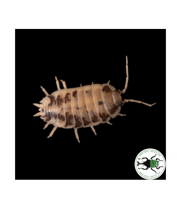 Isopodi per terrari bioattivi - immagine 3