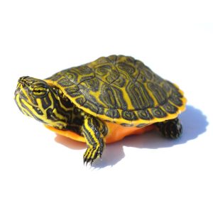 Pseudemys NELSONI var.RED