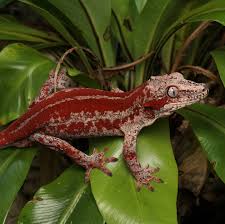Racodactylus auriculatus Gargoyle Geko “Red Stripe”