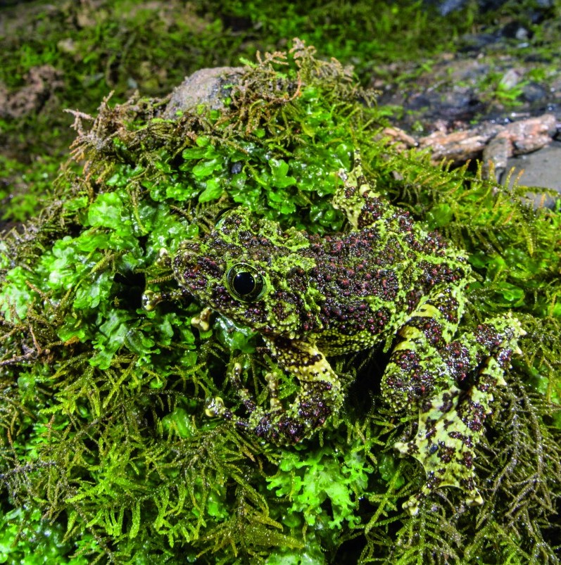 THELODERMA CORTICALE - immagine 3