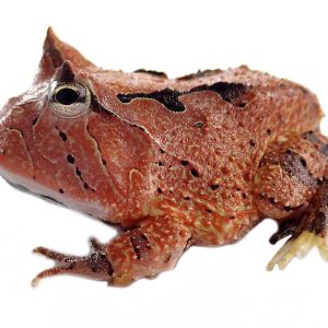 Ceratoprhys cornuta RED