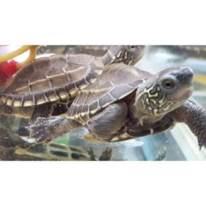 Mauremys (Chinemys) reevesii