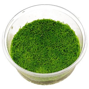 RICCIA FLUITANS in vitro/caps