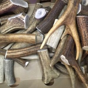 CORNA DI CERVO NATURALI XL