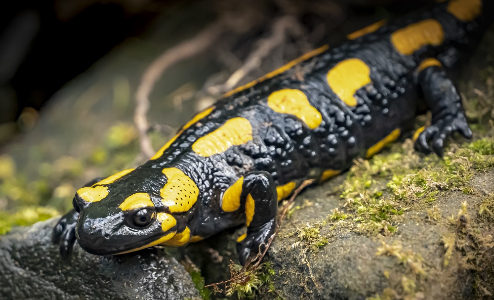 Salamandra salamandra - immagine 3