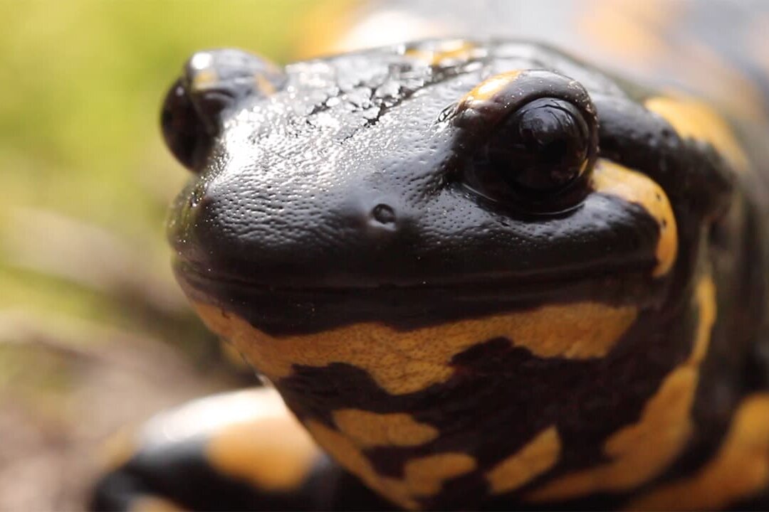 Salamandra salamandra - immagine 4