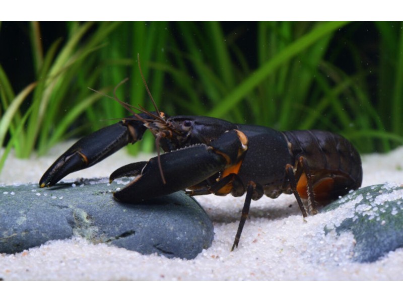 Cherax holthuisi Black Scorpion xxl - immagine 3