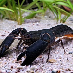 Cherax holthuisi Black Scorpion xxl
