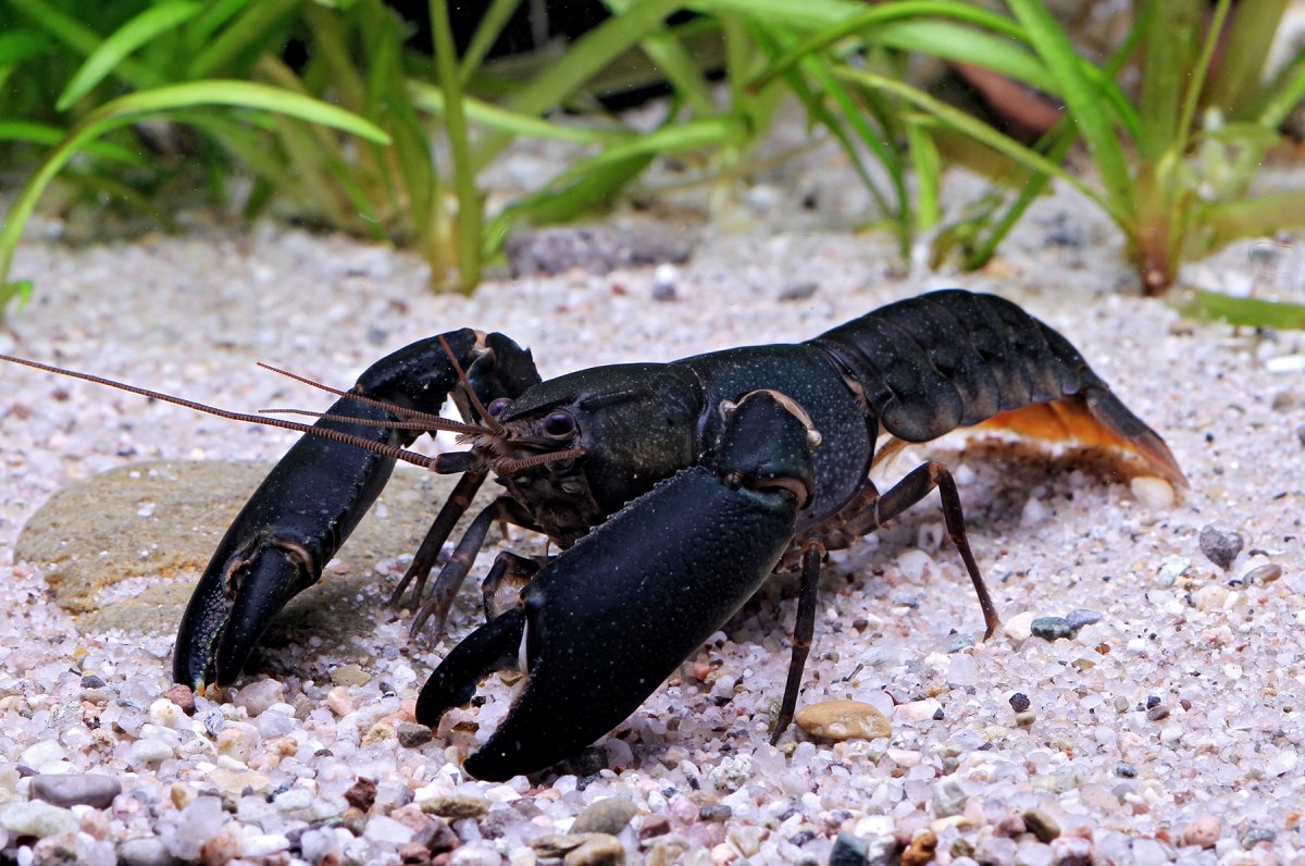 Cherax holthuisi Black Scorpion xxl - immagine 2
