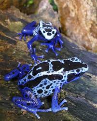 Dendrobates tinctorius var. Blue Sipaliwini