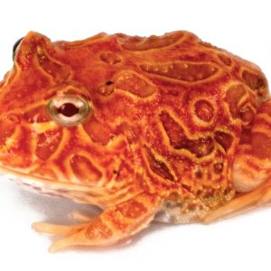 Ceratophrys cranwelli Strawsberry PacMan Frog
