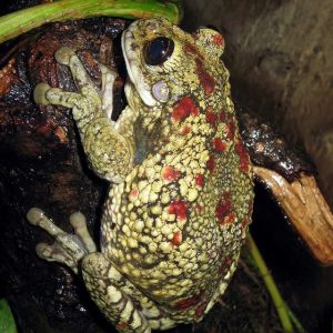 Trachycephalus nigromaculatus