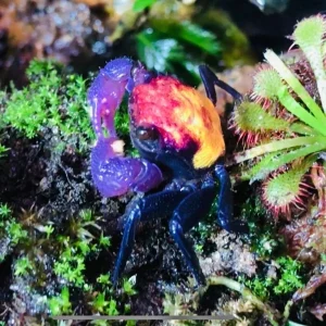 Geosesarma spp. Tricolor