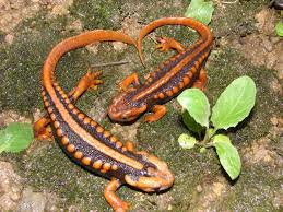 Tylototriton shanjing - immagine 3