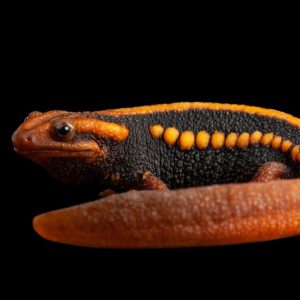 Tylototriton shanjing