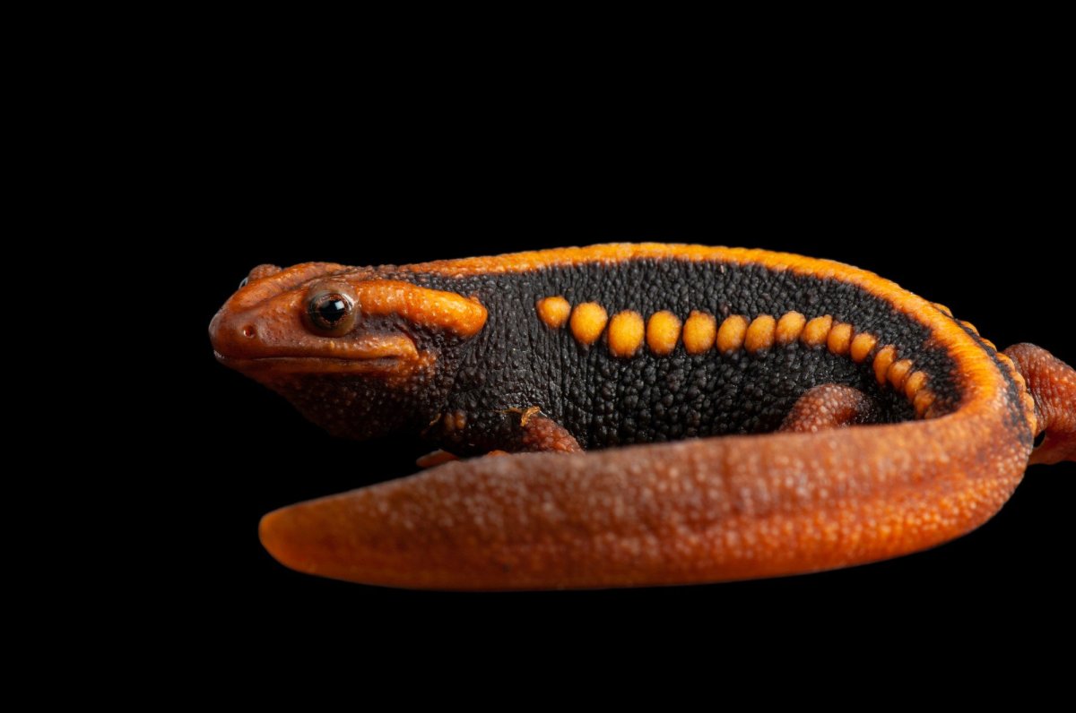 Tylototriton shanjing - immagine 2