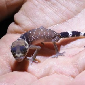 Underwoodisaurus milii Het Hypo – Geco “coda a goccia”