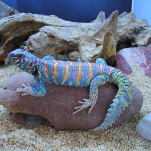 Uromastyx ornata