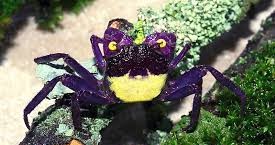 Geosesarma spp. Vampire Bicolor - immagine 3