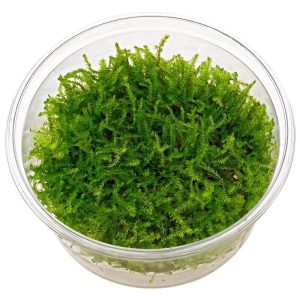 Vesicularia Montagnei “Christmas Moss” CUP