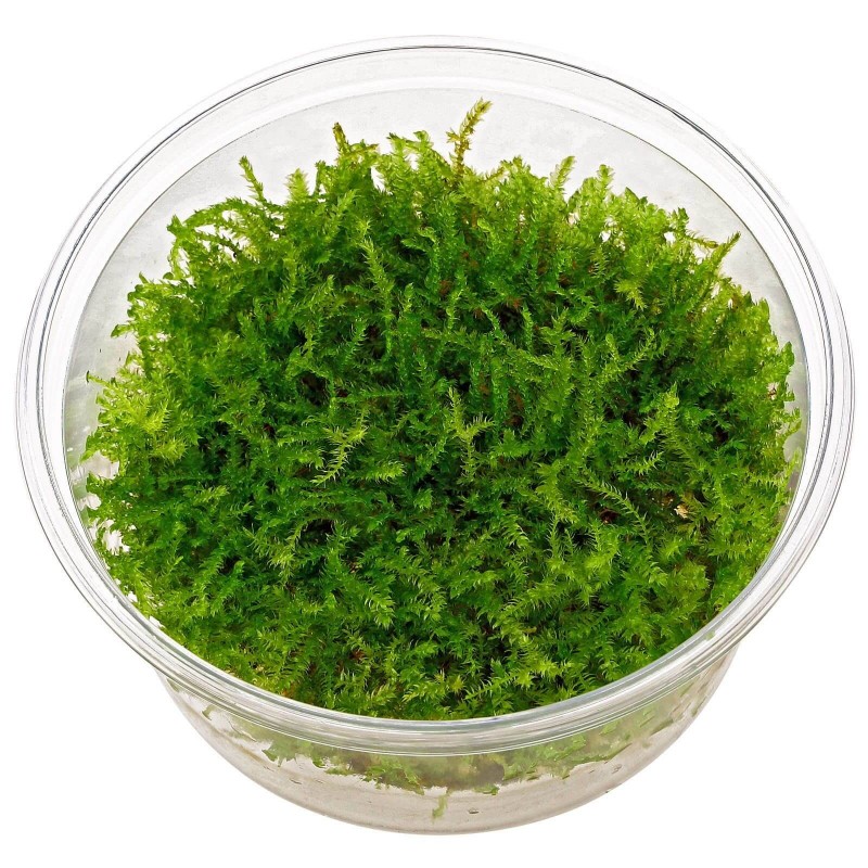 Vesicularia Montagnei “Christmas Moss” CUP - immagine 2
