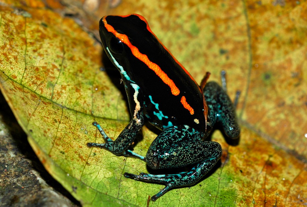 Phyllobates vittatus - immagine 3