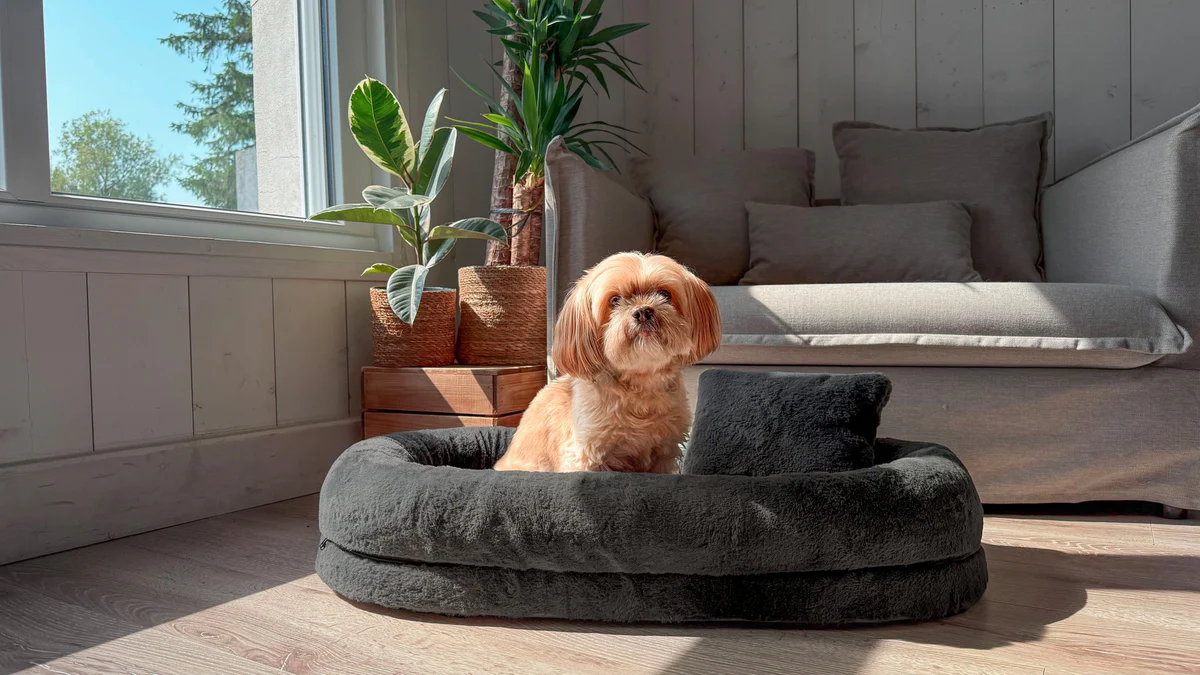 zolux DIVANO MEMORY GAIA+CUSCINO - immagine 3