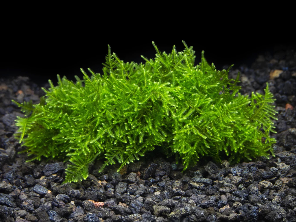 Vesicularia Montagnei “Christmas Moss” CUP - immagine 3
