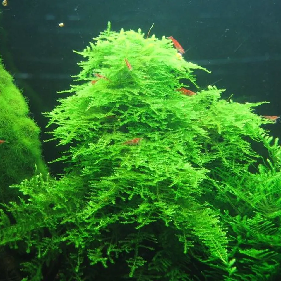 Vesicularia Montagnei “Christmas Moss” CUP - immagine 4