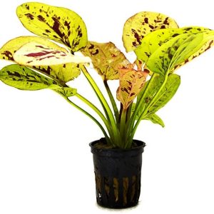 Echinodorus Yellow Sun